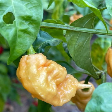 Thors Hammer Peach - Seeds - The Pepper Pantry (Formerly Marie Sharp's)